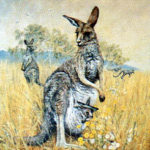 Faulk Kautzner, Kangaroo
