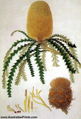 Ferdinand Bauer, Showy Banksia (Banksia speciosa)